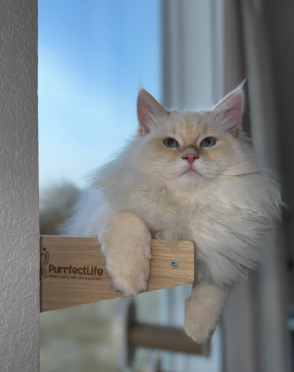 Happy customer cat 1