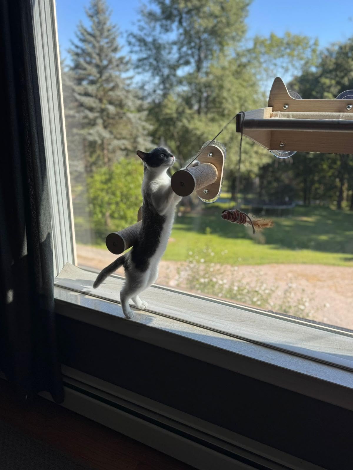 Happy customer cat 2