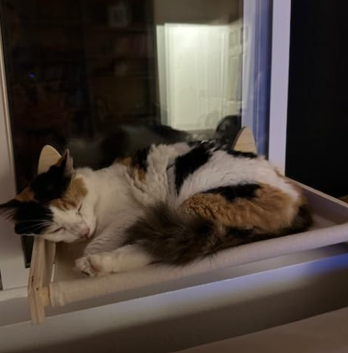 Happy customer cat 4